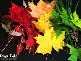 Teaching about photosynthesis or chlorophyll? Use this fun lab to teach students all about the pigments in the leaves around us. 